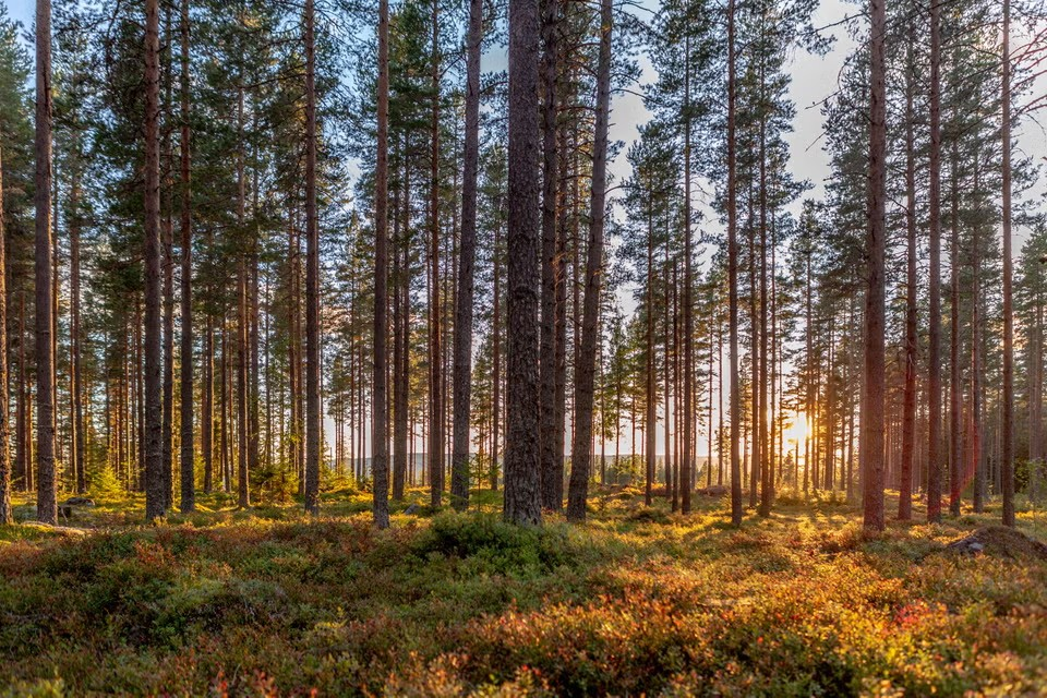 Glommen Skog AS-hero-background